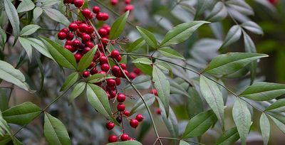 tree branch with red berries