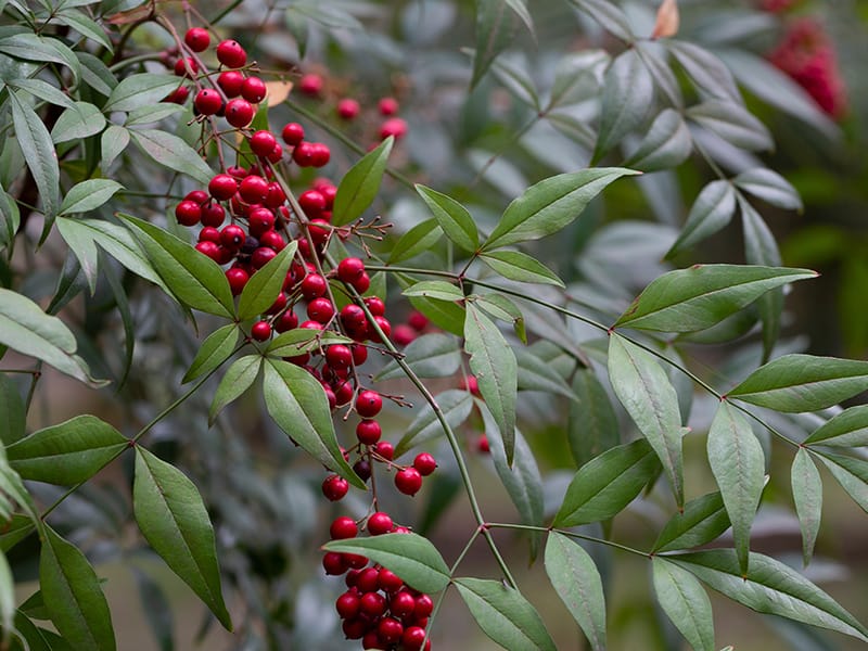 tree branch with red berries
