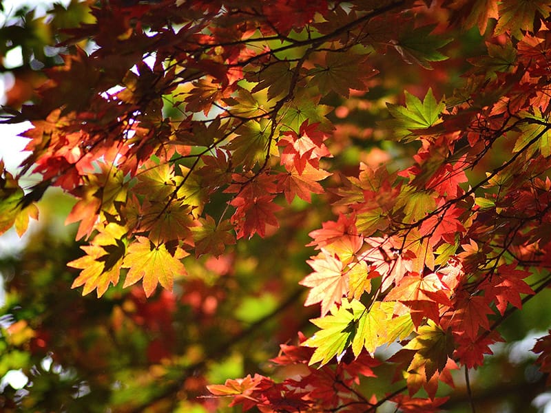 red and yellow maple leaves