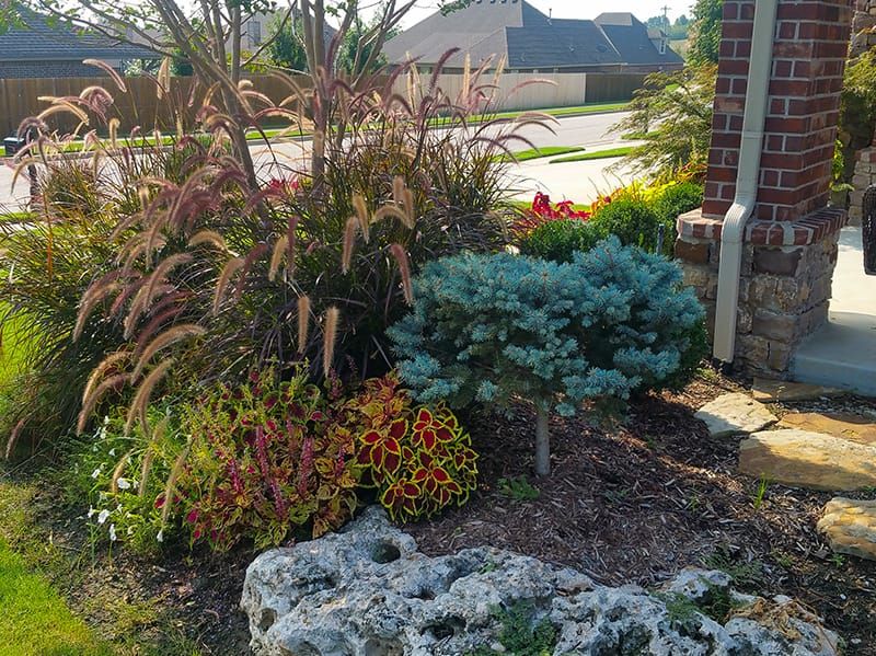 shrubs in tulsa yard