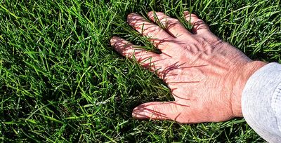tall fescue grass in tusla, ok