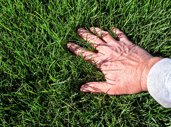 tall fescue grass in tusla, ok