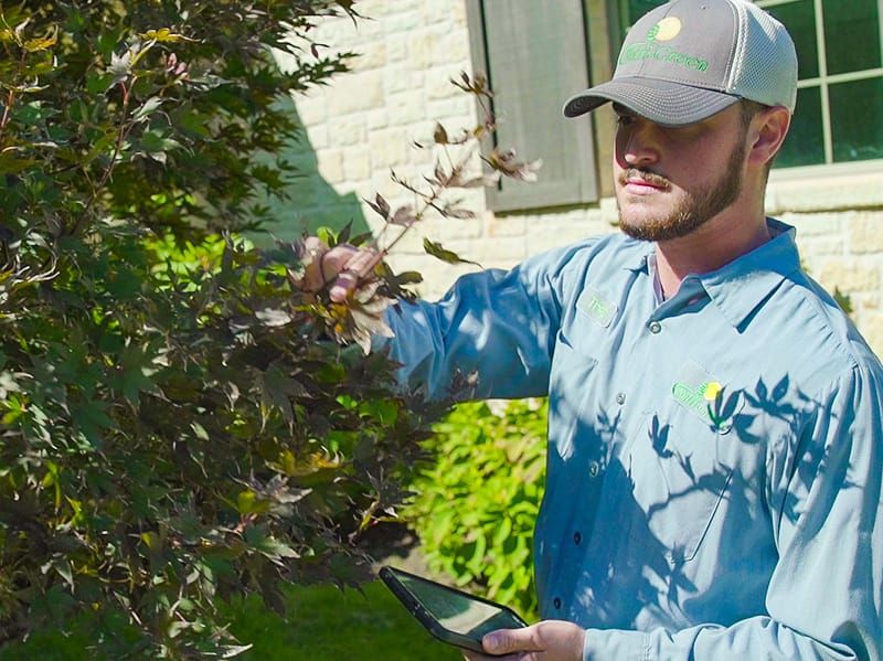 tulsa tree and shrub care specialist inspecting property