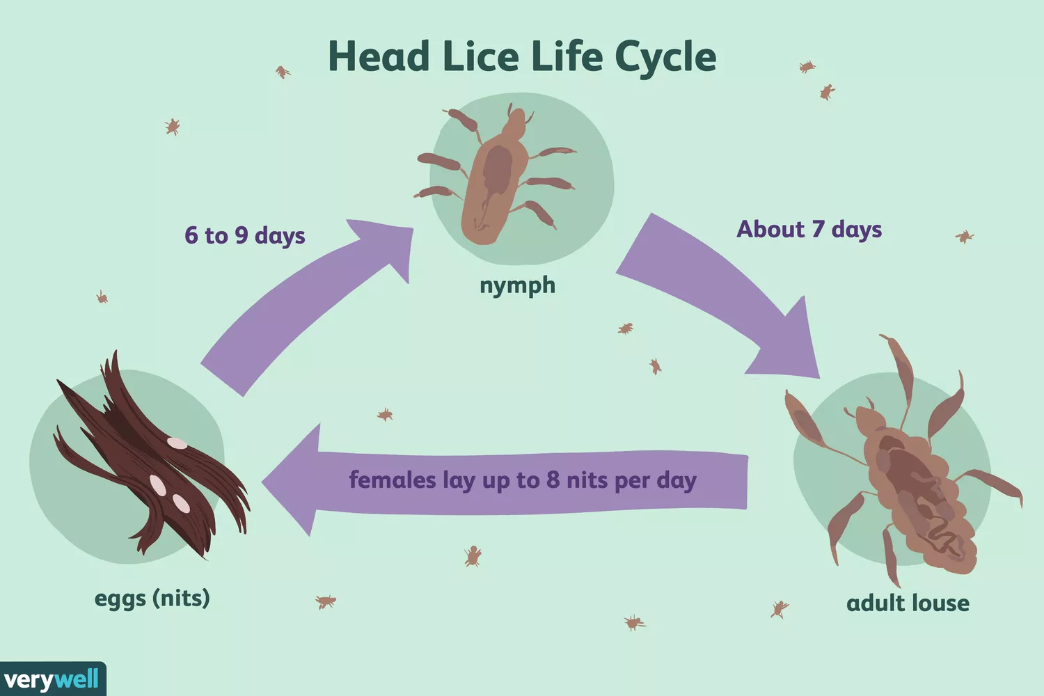 Head Lice head-lice